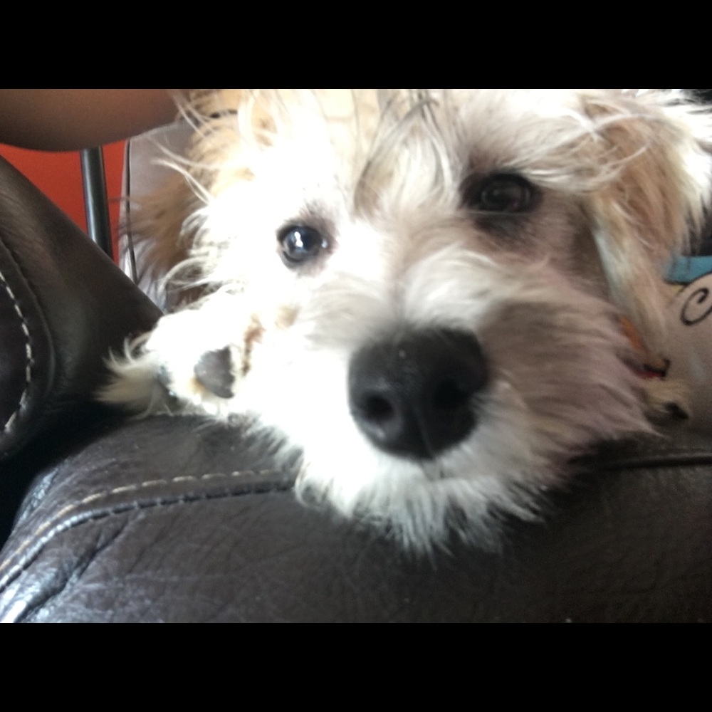 Meet your Posher, Shelly